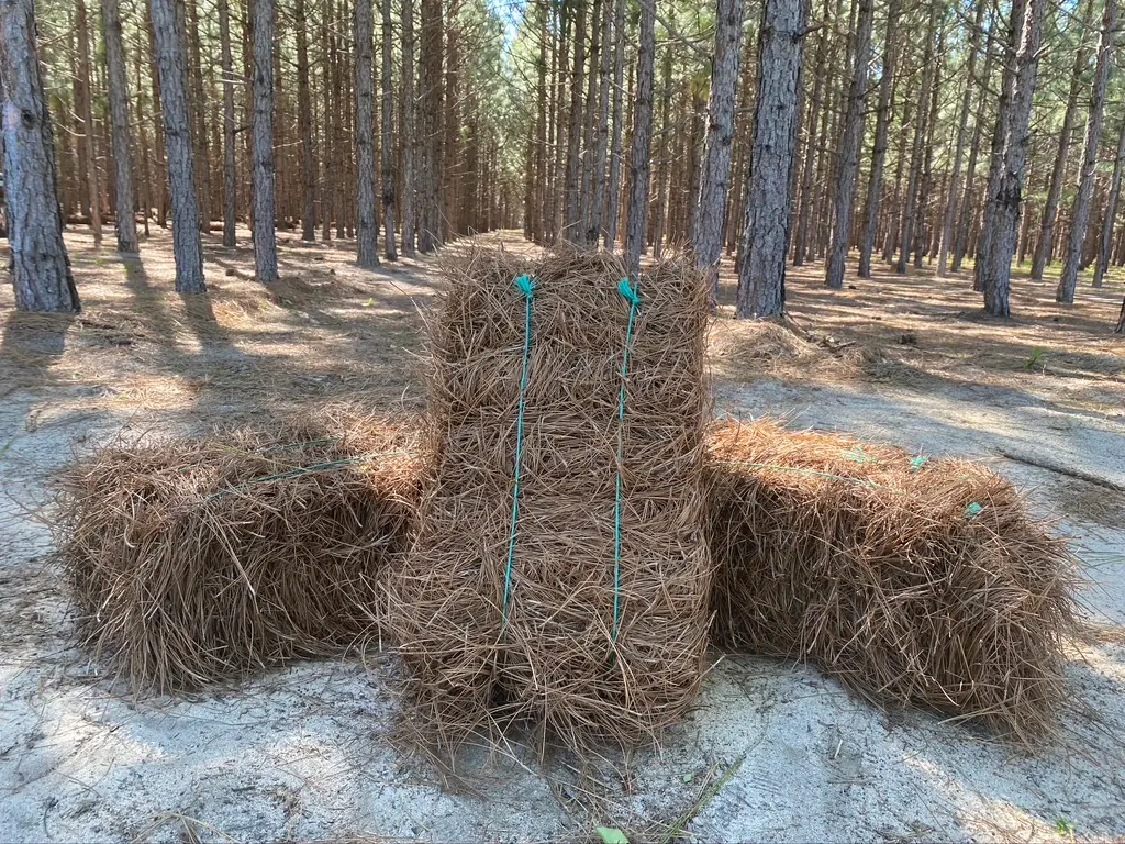 Landscape after premium pinestraw installation